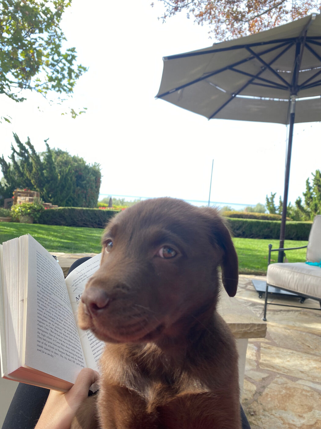 Misa as a puppy sitting on a person's lap on a sunny patio, looking sideways past the camera while the person holds an open book