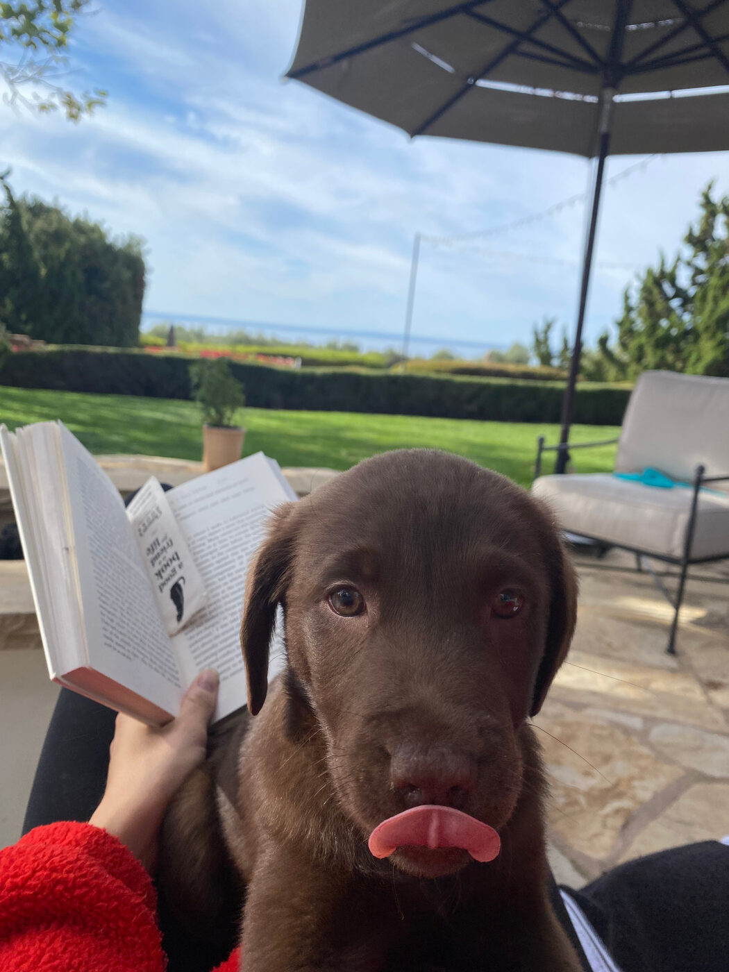 Misa as a puppy sitting on a lap facing the camera with her tongue hanging straight down, blue ocean and sky behind