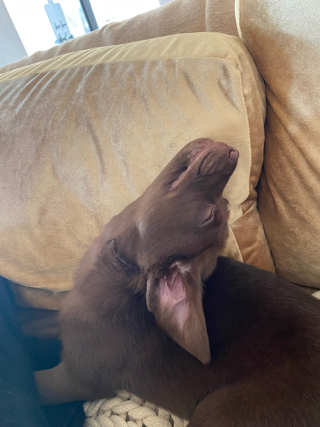 Misa as a puppy asleep upside down on a tan suede couch with her head tipped back and one ear flopped inside out