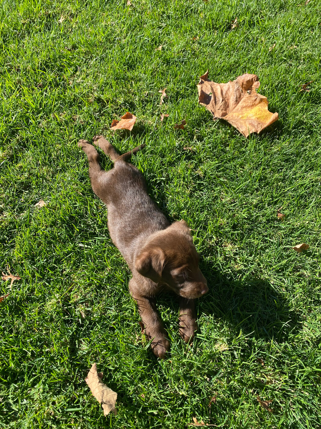 Overhead view of Misa belly-flopped flat and fully stretched out on a sunny lawn scattered with dry autumn leaves