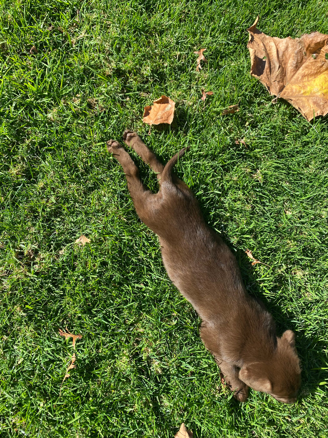 Close overhead view of Misa lying flat on the grass from behind, hind legs stretched straight out