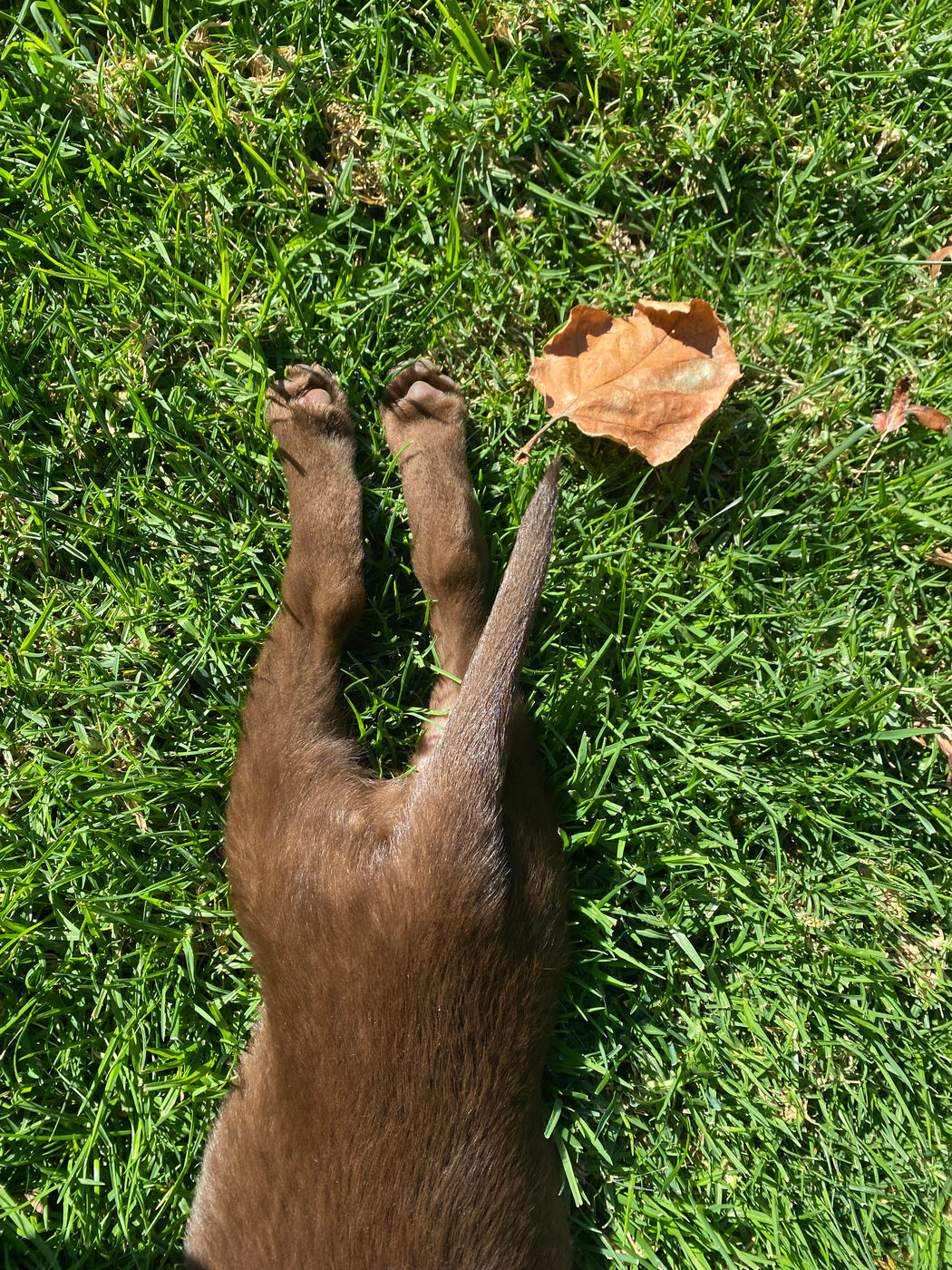 Close-up of Misa's two hind legs and paw pads sticking straight out across the grass beside a dry leaf