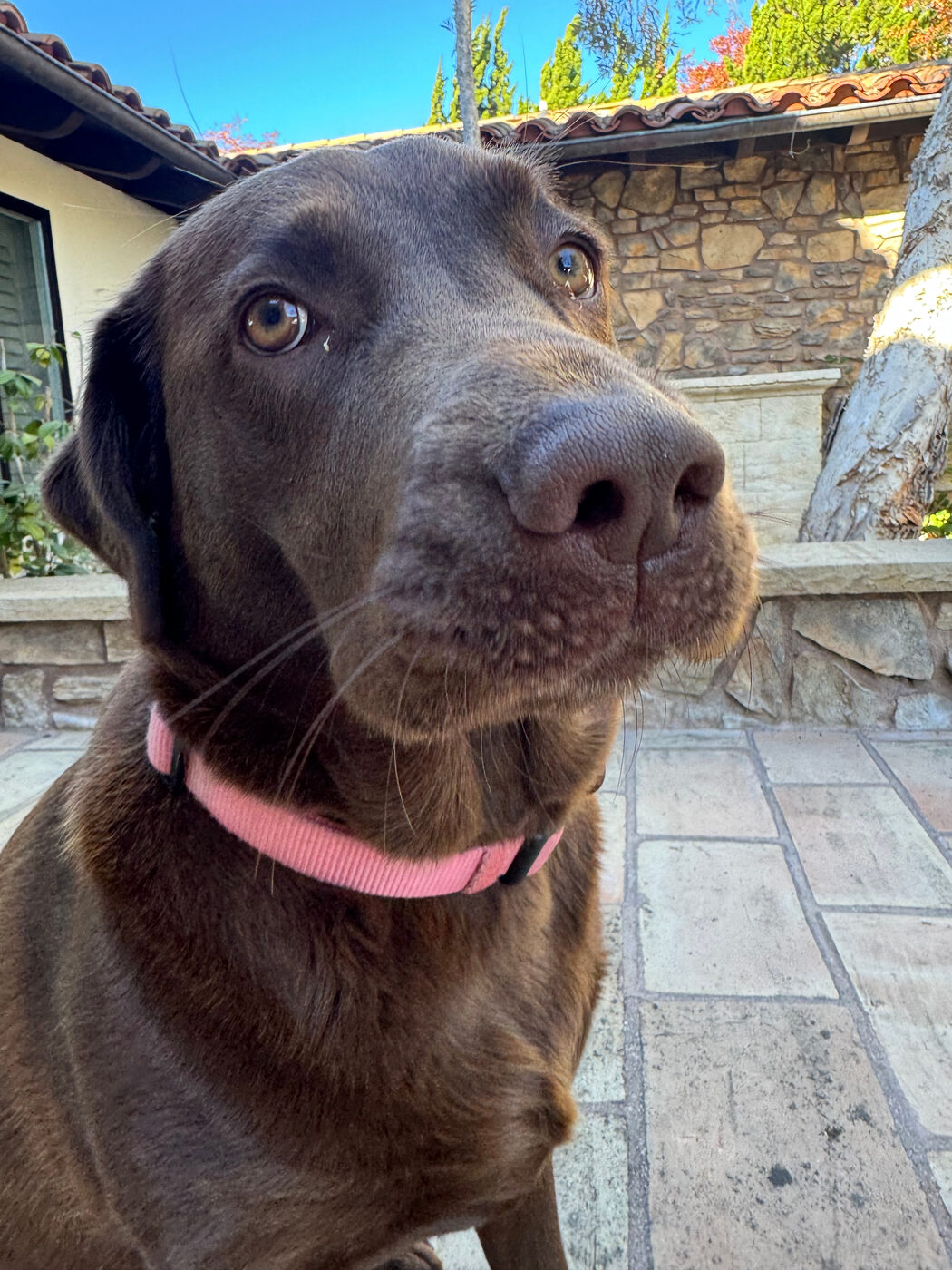 Golden-hour portrait of Misa sitting on a stone patio wearing a pink collar, head tilted up with soulful amber eyes