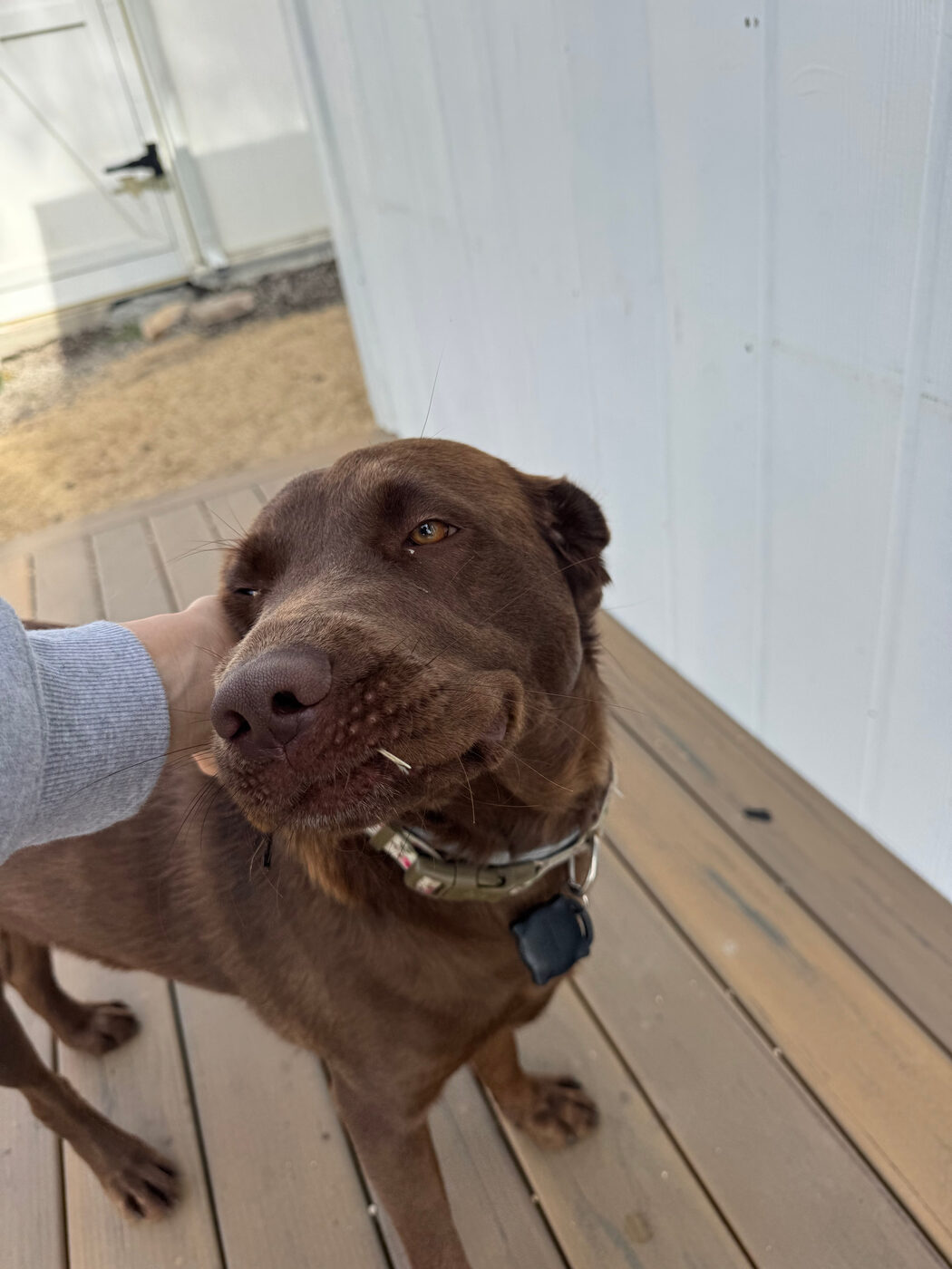 A person's hand in a grey sweatshirt sleeve cupping Misa's chin as she tilts her head into it with one eye squinting shut, blissed out