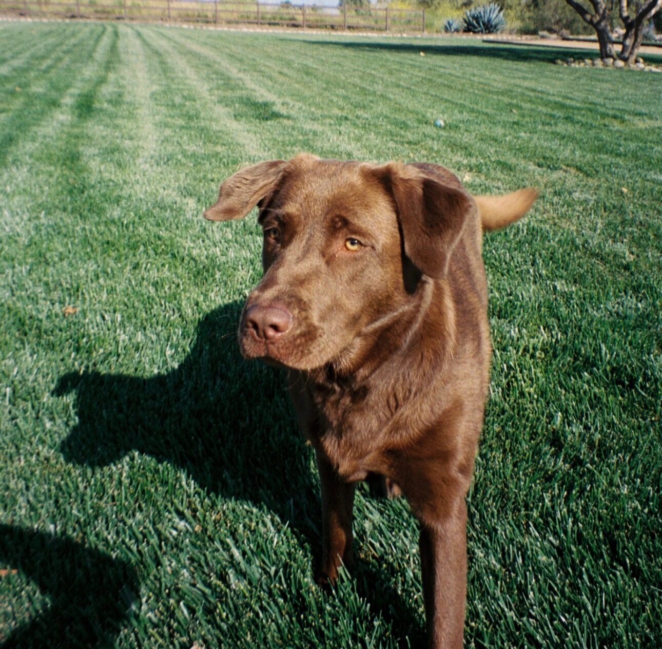Misa standing on a big sunny lawn squinting one eye shut against bright sunlight, desert fence and agave behind her