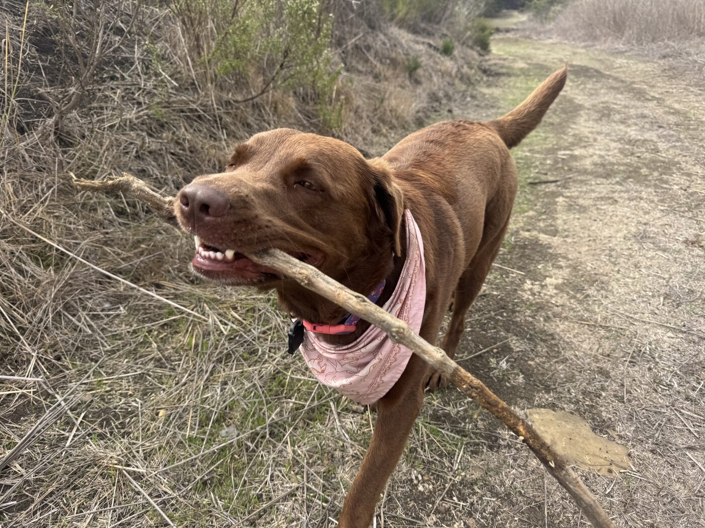 Misa walking toward the camera along a dirt trail carrying a large stick sideways in her mouth, wearing a pink bandana, dry golden grass on both sides