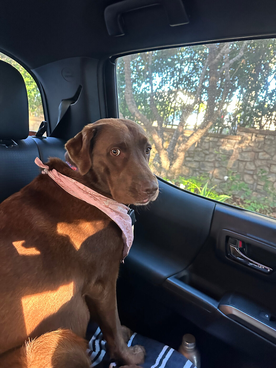 Misa in the back seat of a car wearing a pink bandana, looking back over her shoulder at the camera with golden light through the window