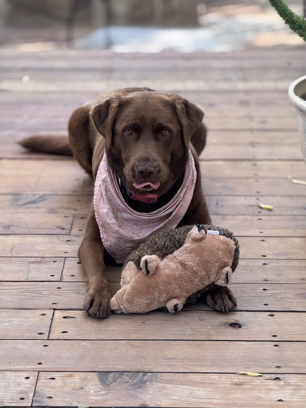Misa lying on a wooden deck with a tan plush squirrel toy between her front paws, tongue tipped out, looking at the camera
