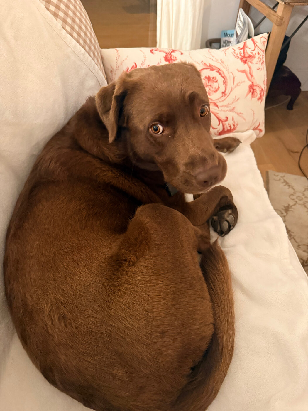 Misa curled in a tight donut on a cream sofa under warm lamplight, head twisted back toward the camera