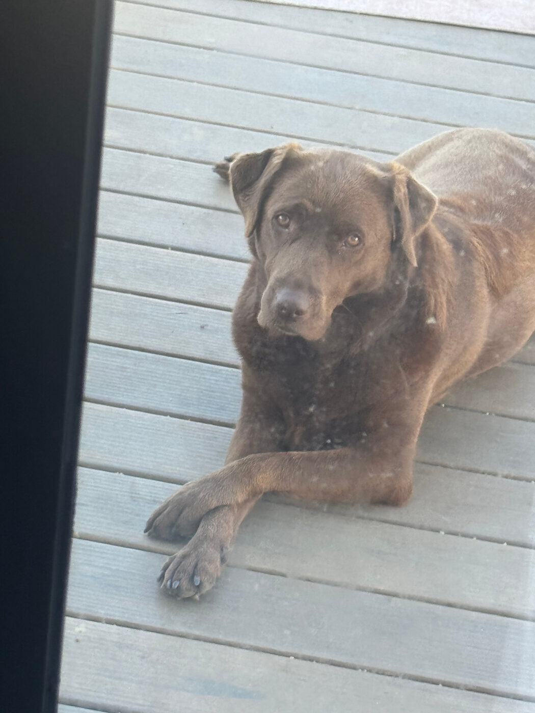 Misa lying on a pale deck seen through a glass door, front legs crossed, looking up through the glass at the camera