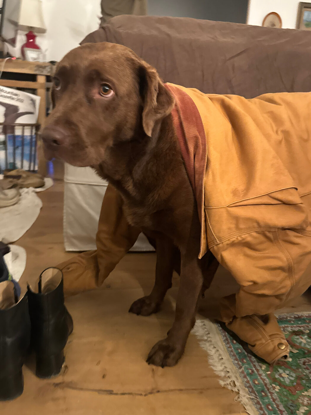Misa standing indoors in the evening with a mustard canvas work coat draped over her back and hindquarters, looking sideways at the camera with her brow furrowed