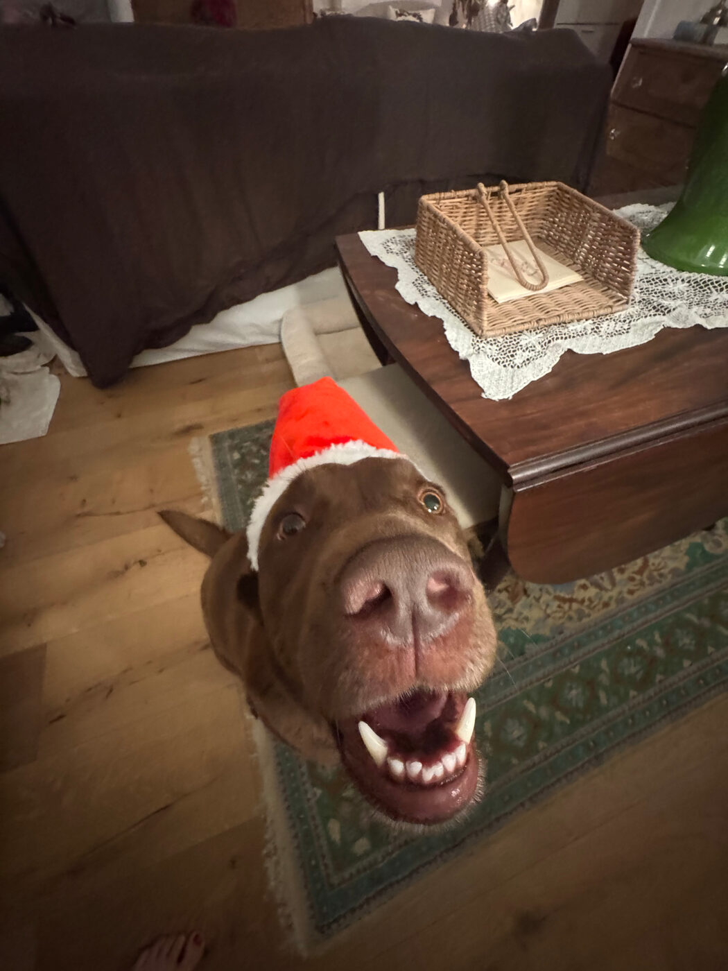 Extreme close-up from above of Misa in a red Santa hat with her mouth wide open in a huge delighted grin