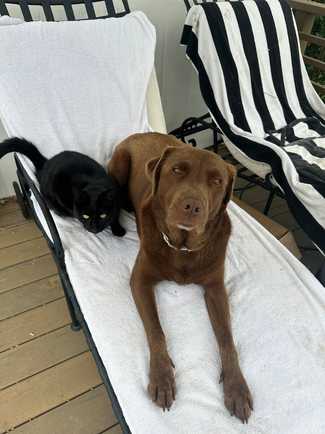 Misa lying on a towel-covered lounge chair on a deck with a black cat curled against her shoulder, looking at the camera