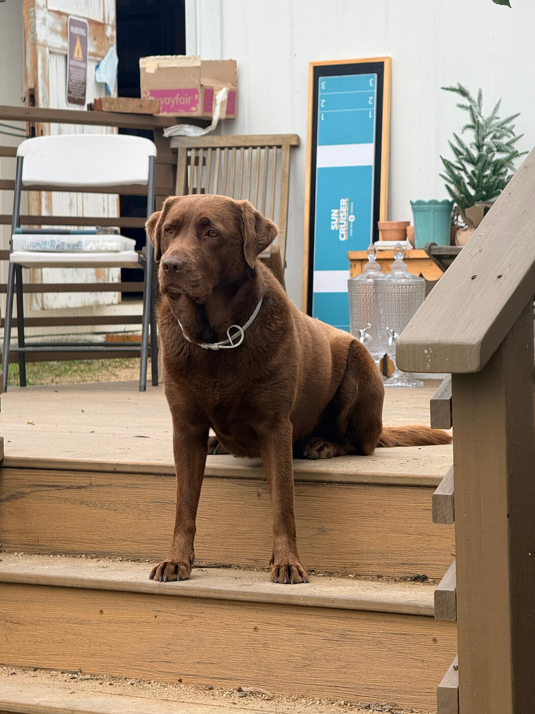 Misa standing at the top of wooden porch steps with front paws on the step below, looking off to the side, glass drink dispensers and boxes on the porch behind her
