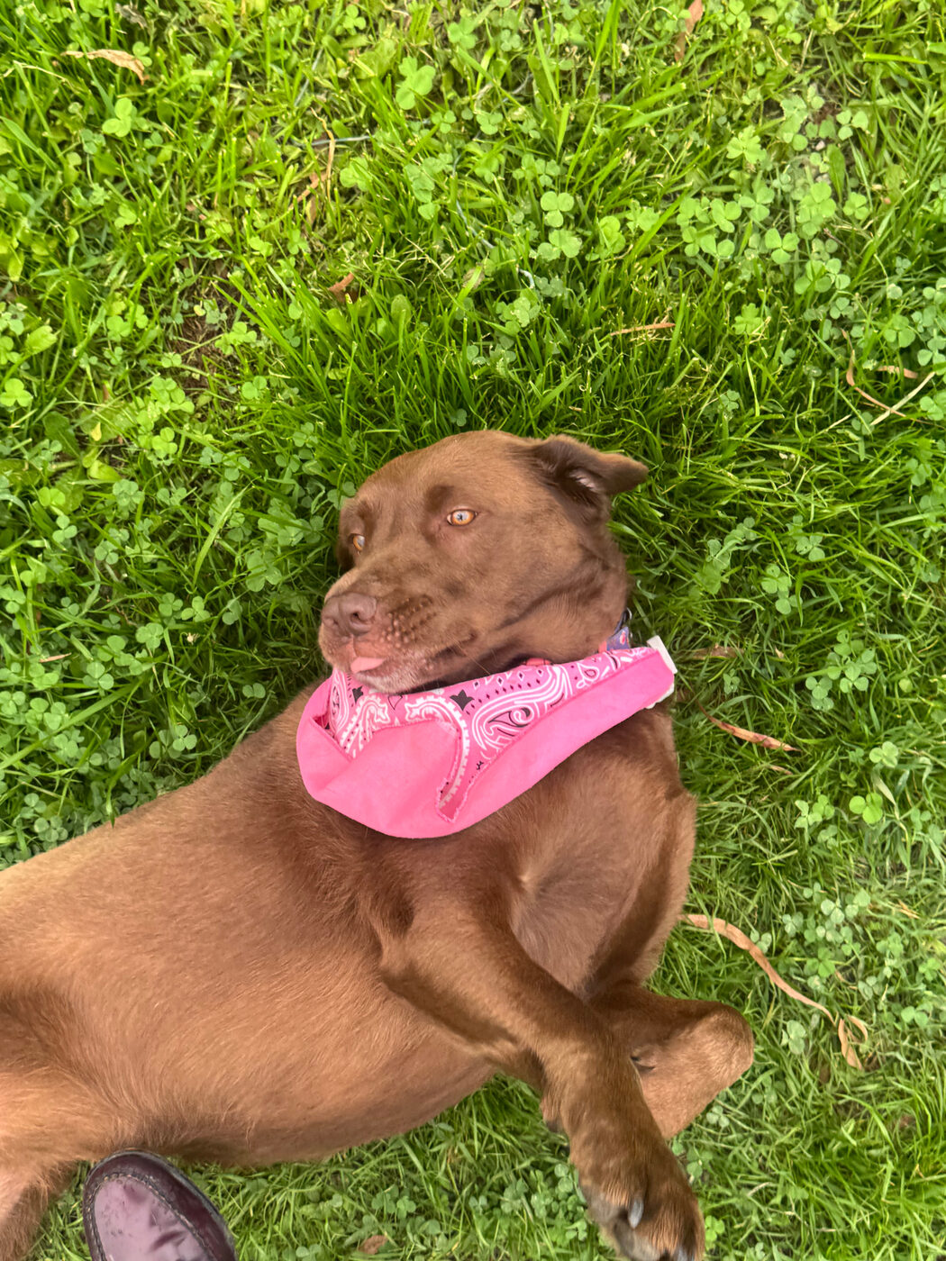 Overhead photo of Misa lying in thick green grass wearing a hot pink bandana, head tilted back toward the camera with the tip of her tongue out