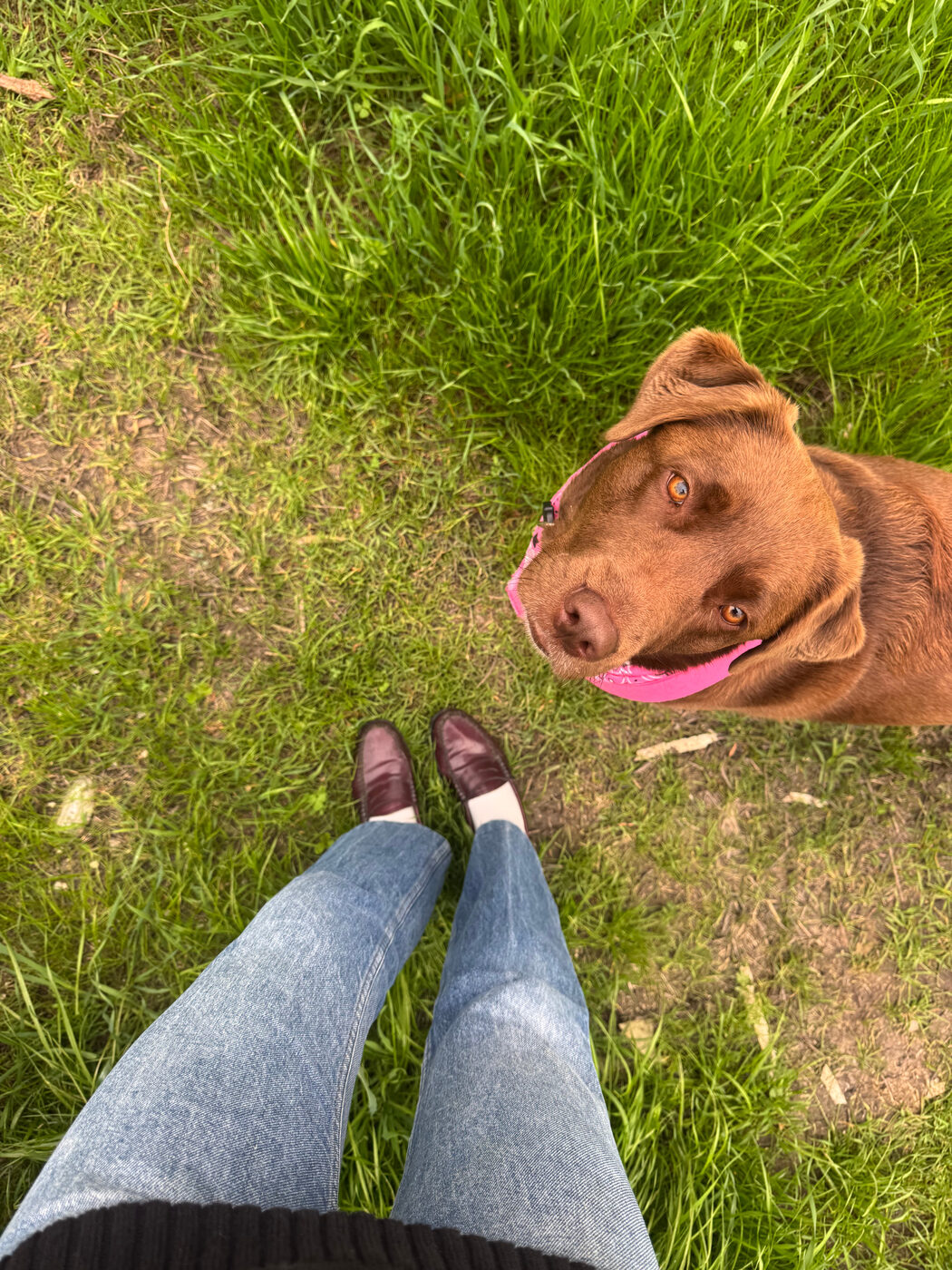 View looking down at a person's blue jeans and burgundy loafers on a lawn, with Misa beside their feet in a pink bandana staring straight up at the camera