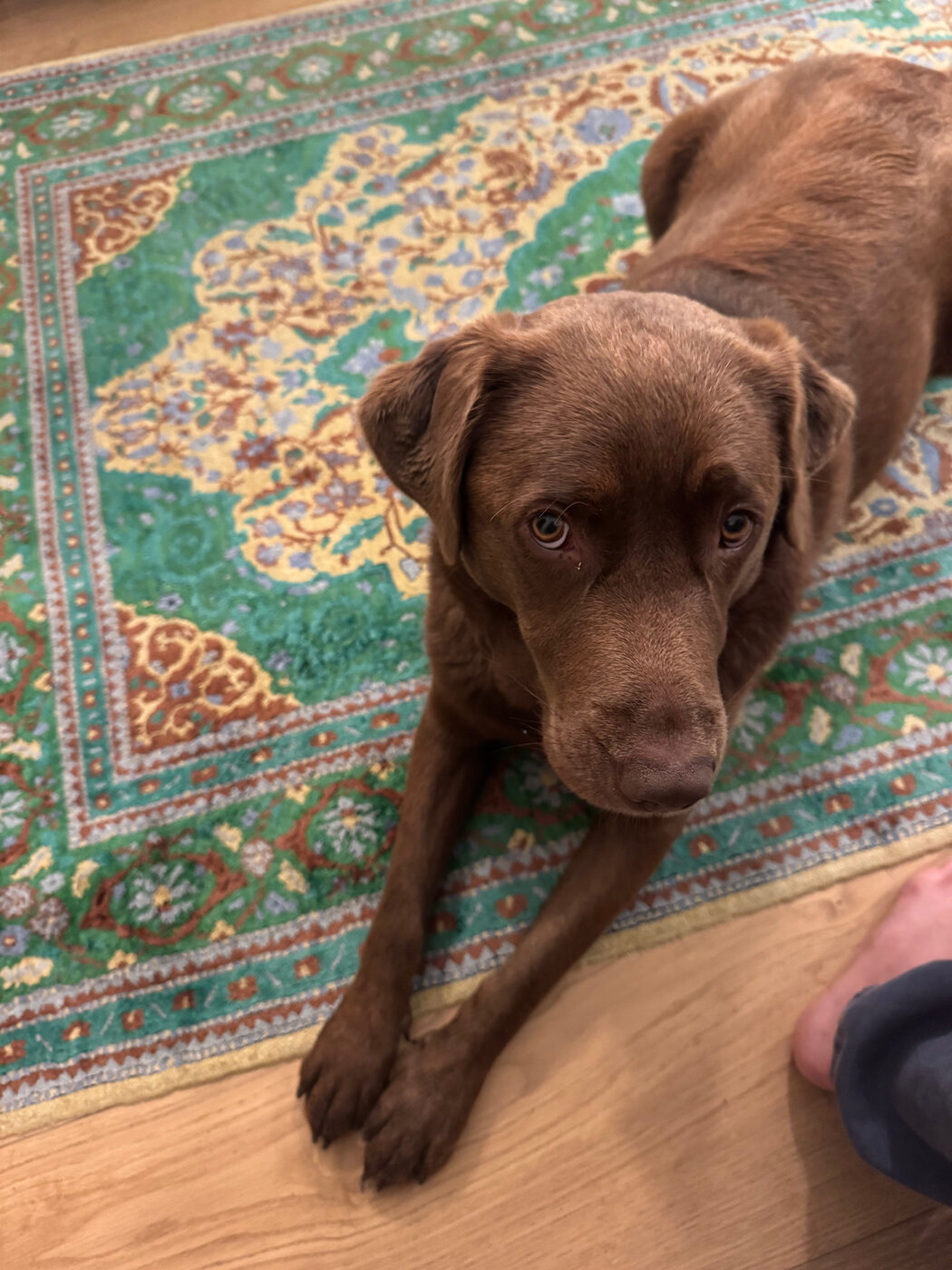 Misa lying on a green and gold patterned rug on honey-coloured wood flooring, head up, giving a soulful side-eye