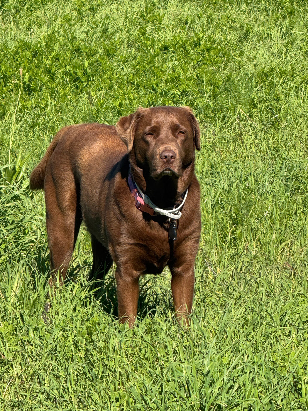 Misa standing in tall green grass in bright midday sun, squinting, wearing a pink and purple collar