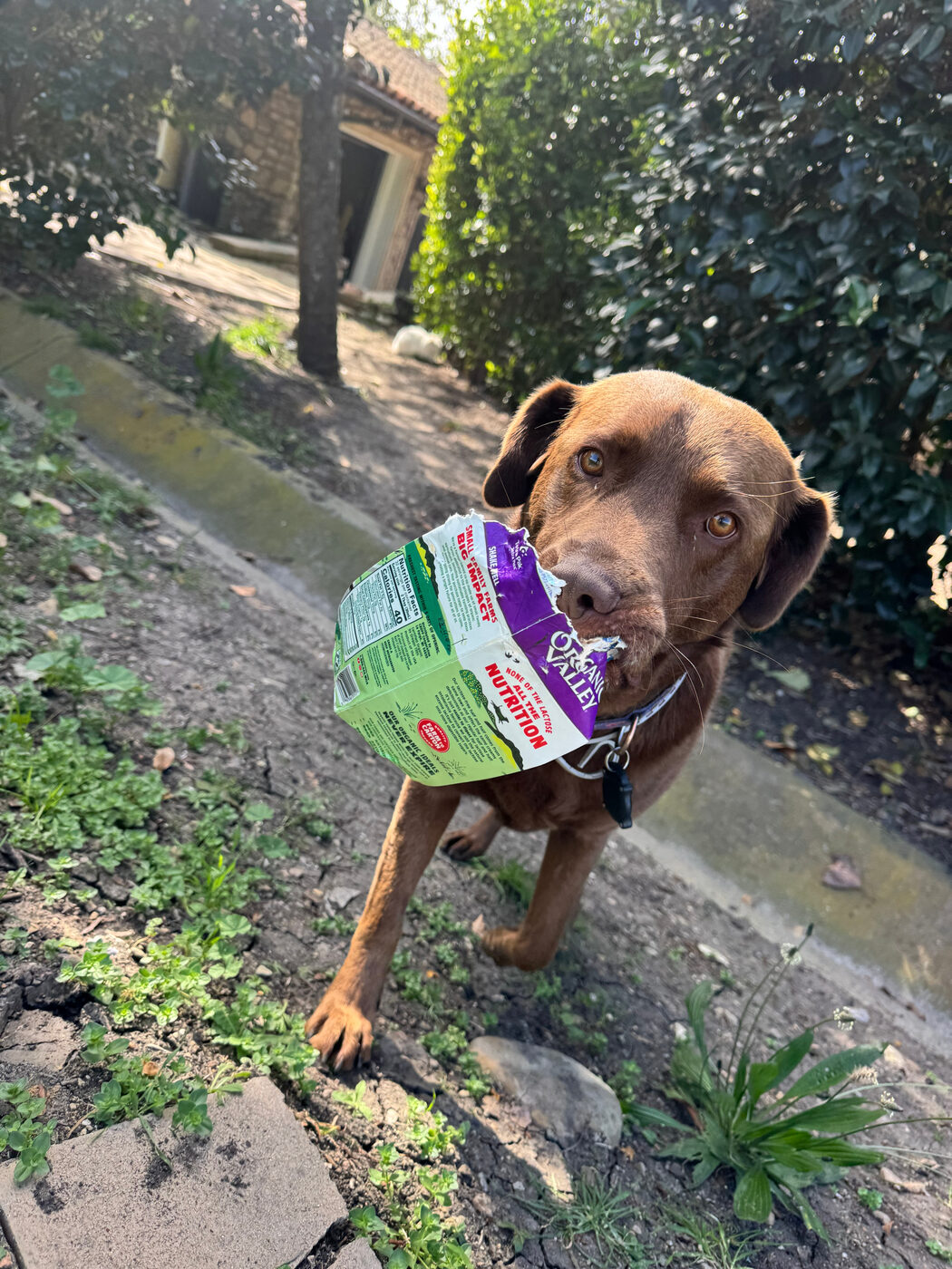 Misa trotting up a garden path in golden light, carrying a torn-open Organic Valley milk carton sideways in her mouth