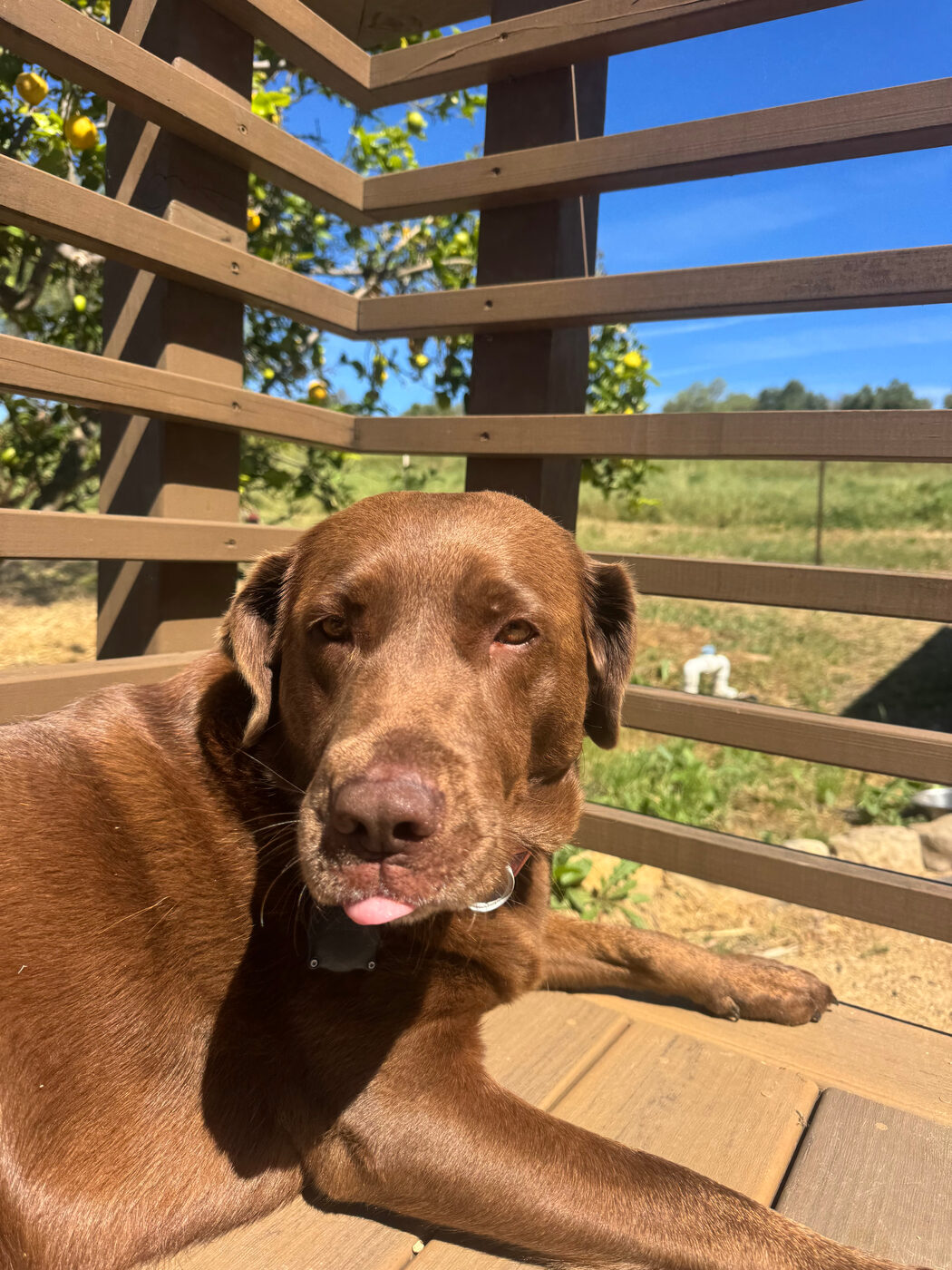 Misa lying in the shade of a slatted pergola on a sunny deck, panting with her tongue out, a lemon tree and blue sky behind her