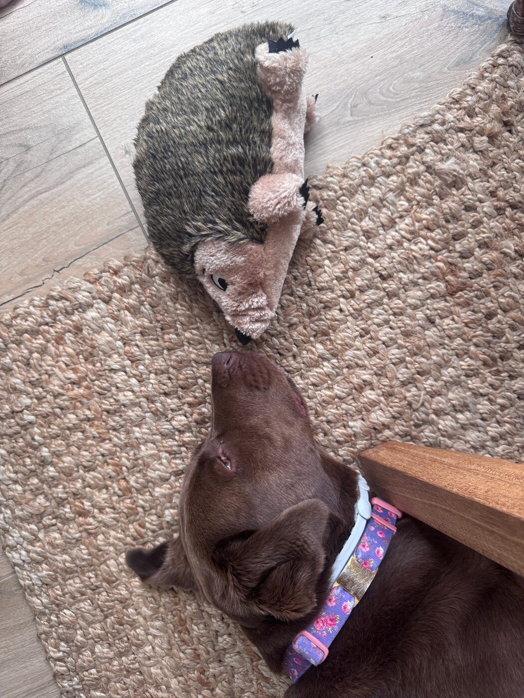 Overhead view of Misa lying on a jute rug with her nose resting against a plush hedgehog toy