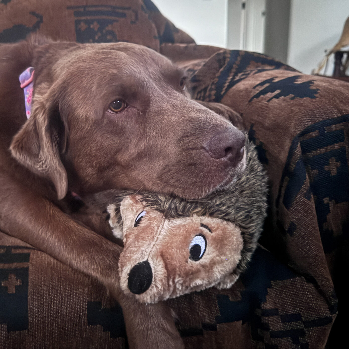 Misa sprawled on a patterned couch with her chin resting over a plush hedgehog toy, one eye looking sleepily at the camera