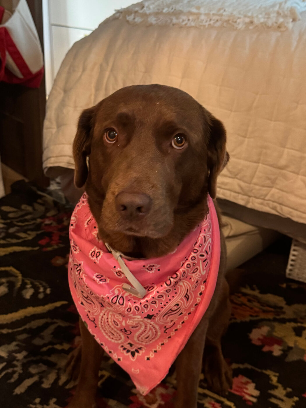 Portrait of Misa sitting on a bed wearing a hot pink paisley bandana, looking solemnly at the camera