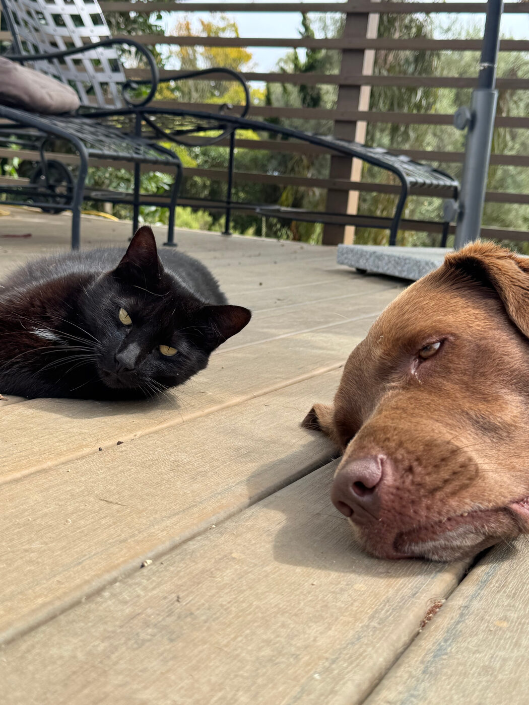 Misa flopped completely flat on a deck with her chin pressed to the boards, a black cat lying nearby