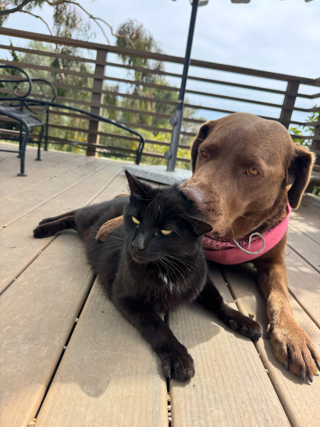 Misa in a pink bandana lying on a deck with her muzzle resting against a black cat's head, the cat staring at the camera