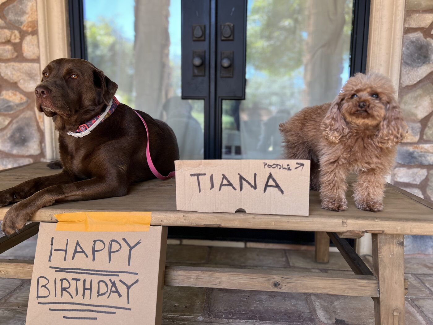 Misa lying on a wooden bench beside a small apricot poodle with handmade cardboard signs reading HAPPY BIRTHDAY and TIANA