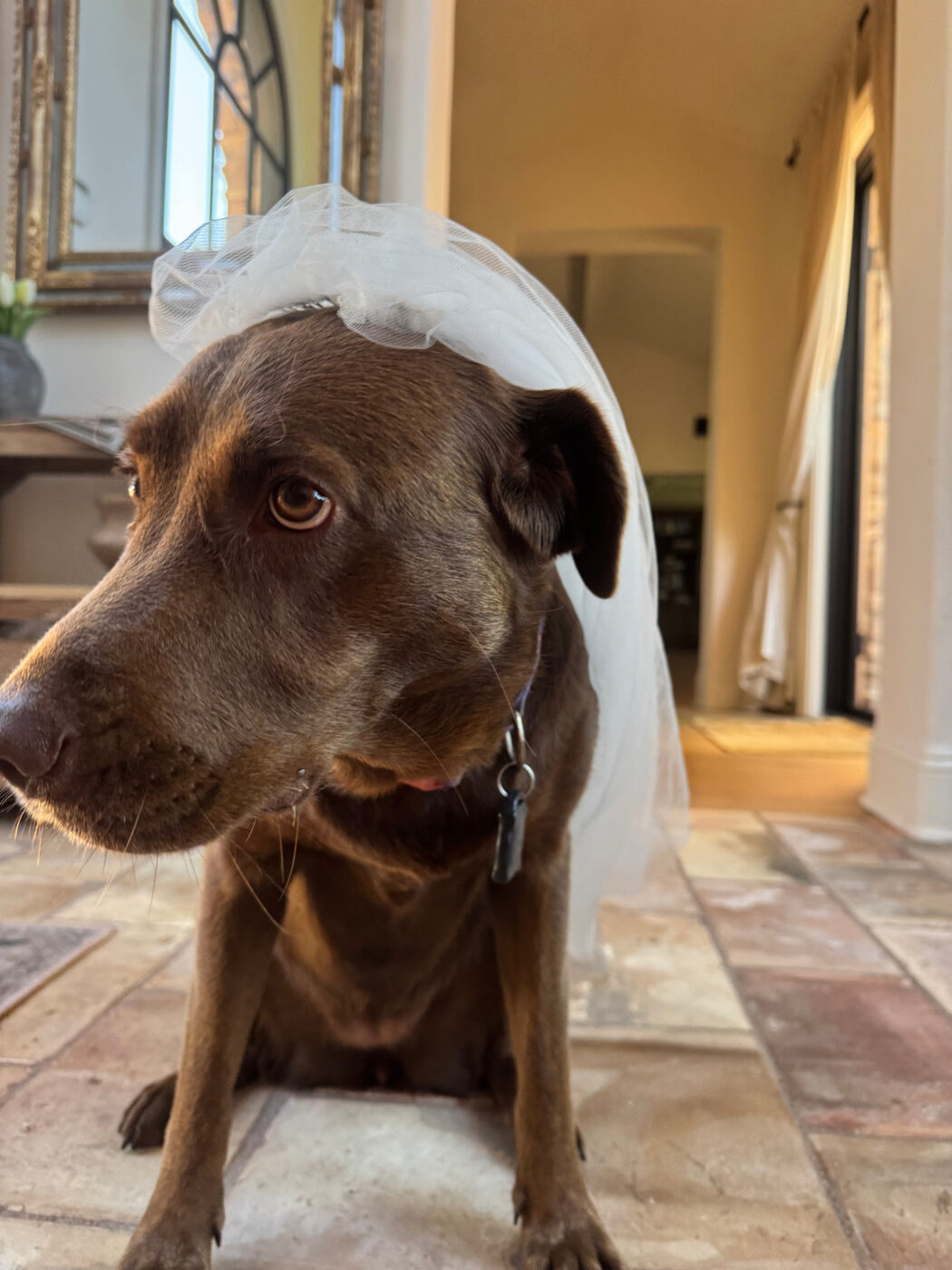 Misa sitting on a tiled hallway floor wearing a white tulle wedding veil, looking away to the side, a gilt mirror behind her