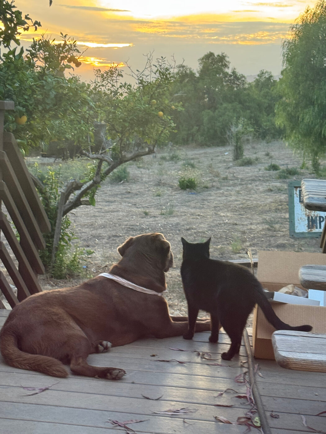 Misa lying on a wooden deck beside a standing black cat, both facing away toward a dry yard and citrus tree under a golden sunset sky