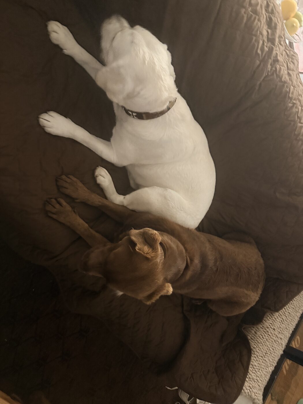 Overhead view of Willow, a large white labrador, stretched on her side across a couch draped in a brown quilted cover, with Misa lying curled below her
