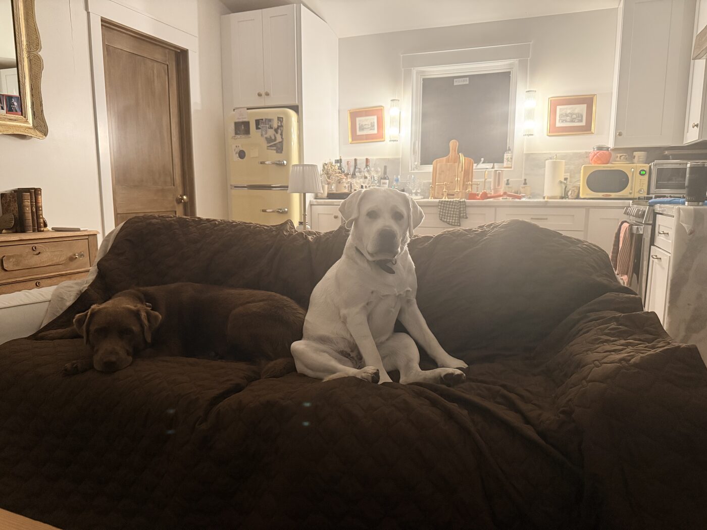 Misa lying flat with her chin on a brown quilted couch cover while Willow, a large white labrador, sits upright beside her facing the camera, a kitchen with a pale yellow fridge behind them