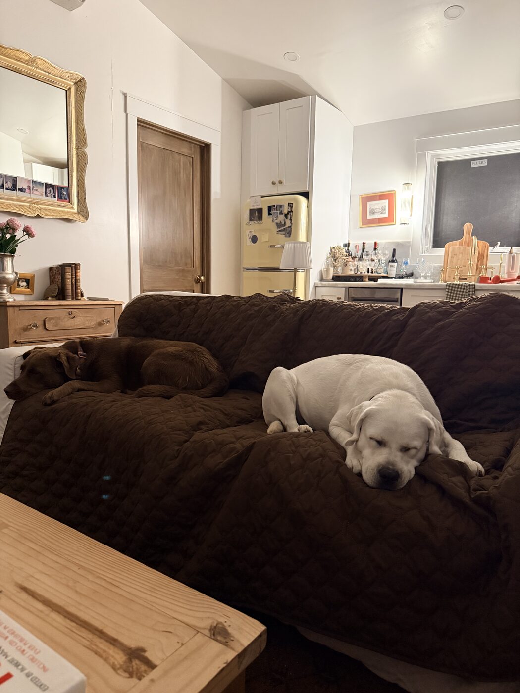 Misa curled asleep at one end of a couch under a brown quilted cover and Willow, a large white labrador, asleep with her chin down at the other, a kitchen with a pale yellow fridge behind