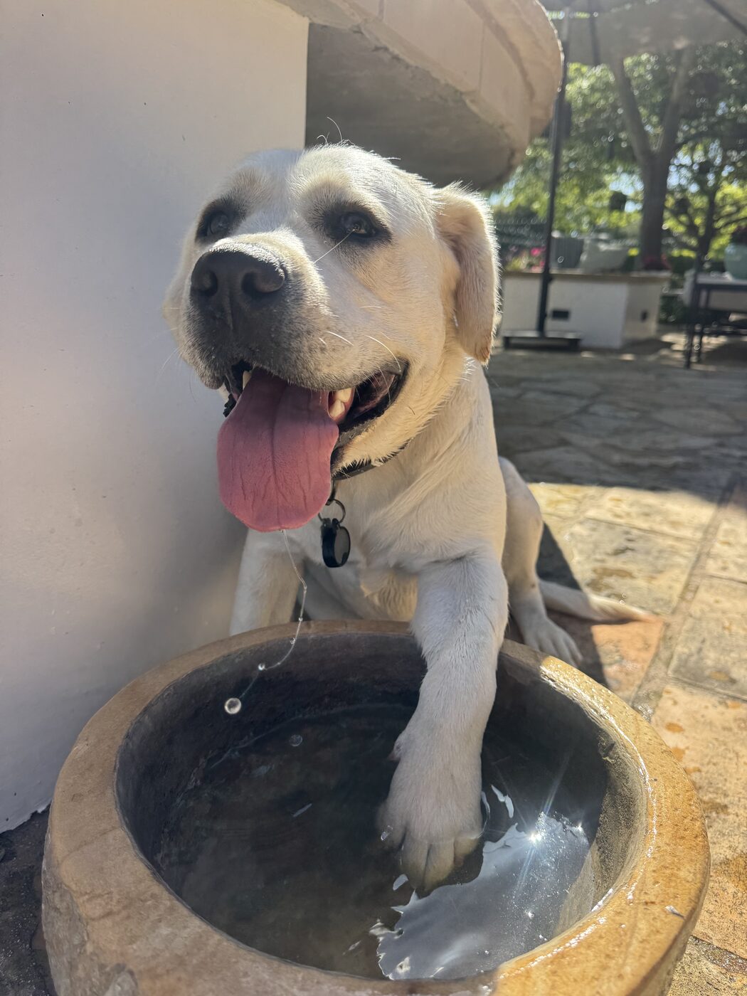 Willow, a large white labrador, with her tongue hanging out and one front paw in a round stone water bowl on a sunny flagstone patio beside a white wall