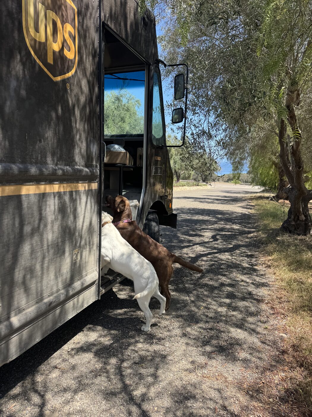 Misa and Willow, a large white labrador, standing on their hind legs with their front paws up on the open side doorway of a brown UPS truck parked on a gravel lane under olive trees