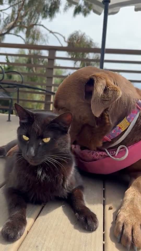 Still frame from a video of Misa nuzzling a black cat on a sunny deck