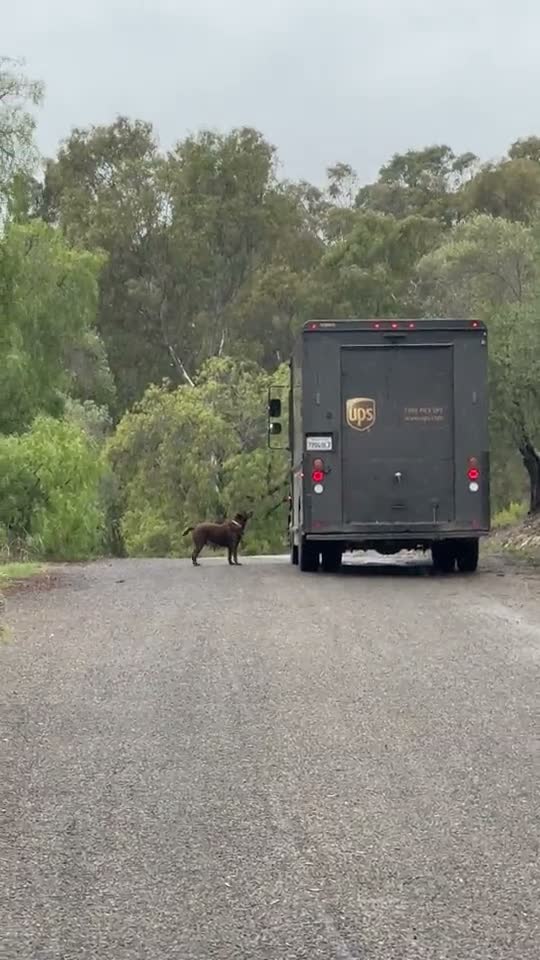 Still frame from a video of Misa standing beside a brown delivery truck on a wet gravel lane lined with trees